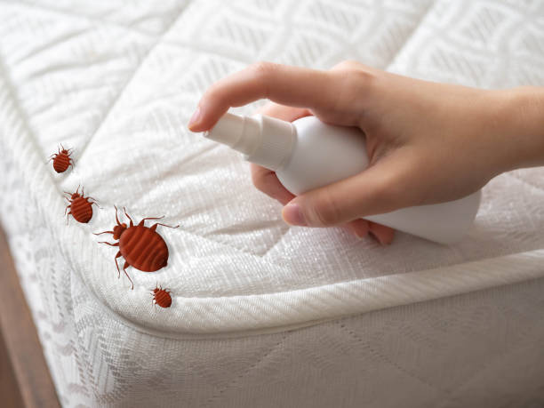 Reliable Big Timber, MT Pest Control Solutions