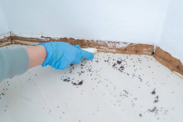 Best Local Pest Control Services  in Big Timber, MT